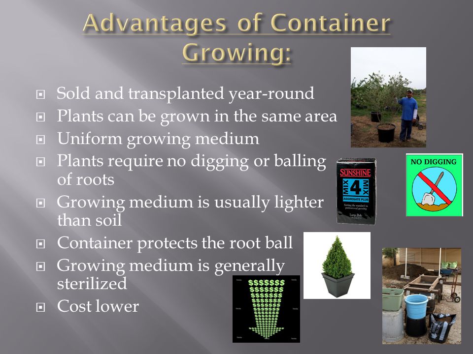  Sold and transplanted year-round  Plants can be grown in the same area  Uniform growing medium  Plants require no digging or balling of roots  Growing medium is usually lighter than soil  Container protects the root ball  Growing medium is generally sterilized  Cost lower