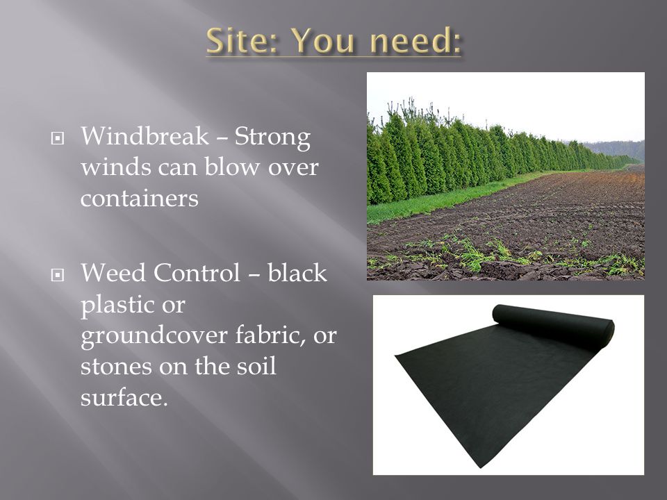  Windbreak – Strong winds can blow over containers  Weed Control – black plastic or groundcover fabric, or stones on the soil surface.