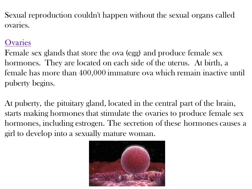 Sexual reproduction couldn t happen without the sexual organs called ovaries.