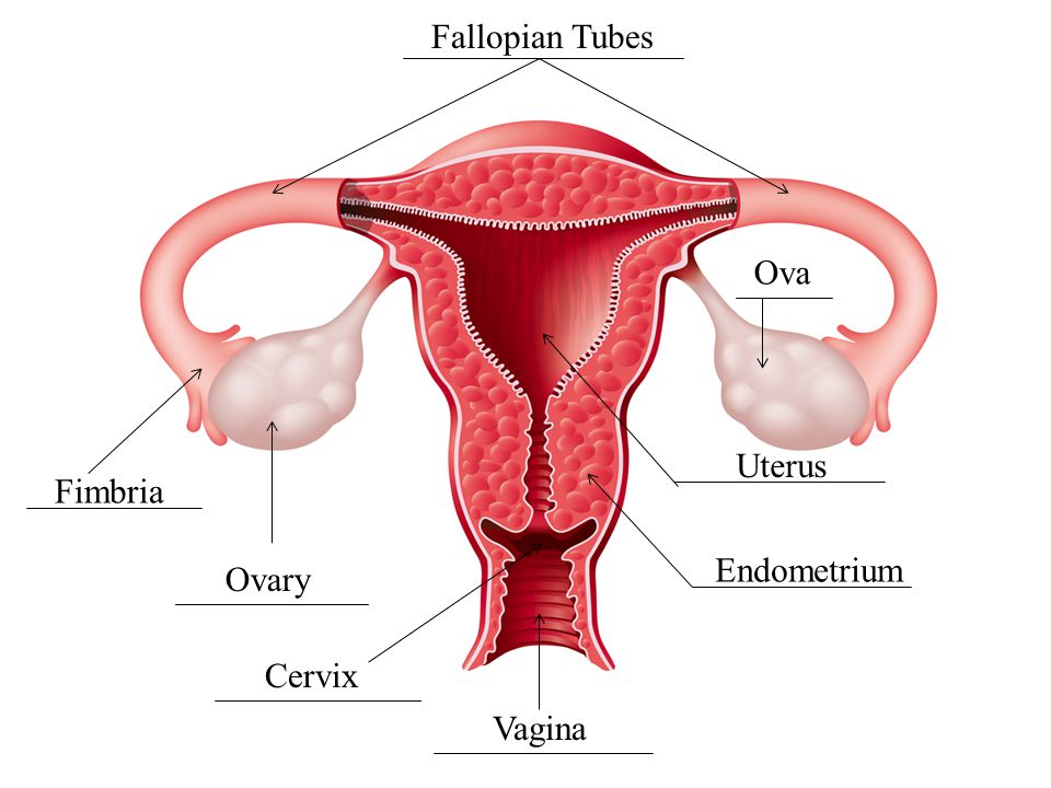 Fallopian Tubes Vagina Endometrium Uterus Ova Ovary Fimbria Cervix