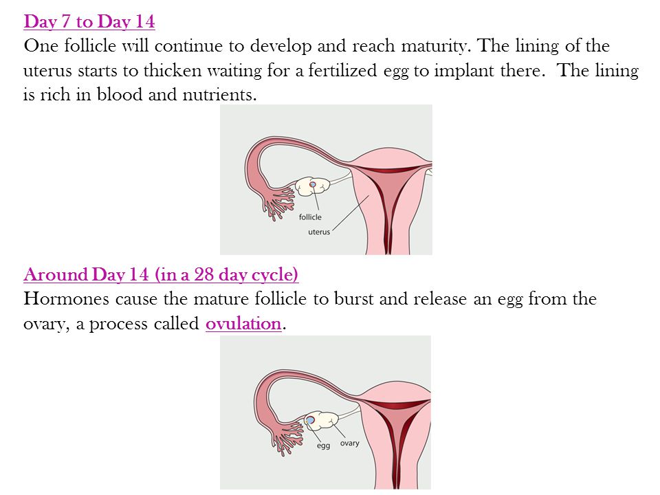 Around Day 14 (in a 28 day cycle) Hormones cause the mature follicle to burst and release an egg from the ovary, a process called ovulation.