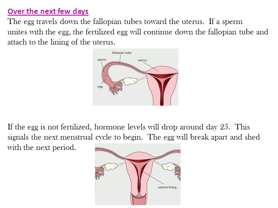 If the egg is not fertilized, hormone levels will drop around day 25.
