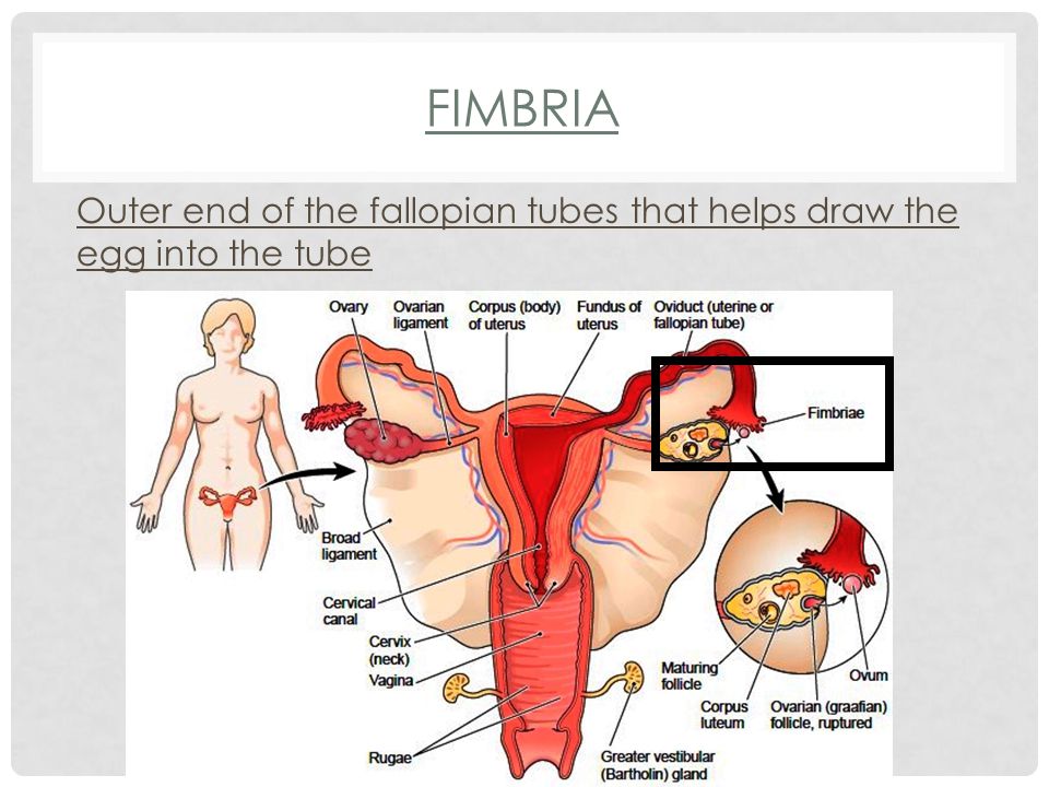 FIMBRIA Outer end of the fallopian tubes that helps draw the egg into the tube