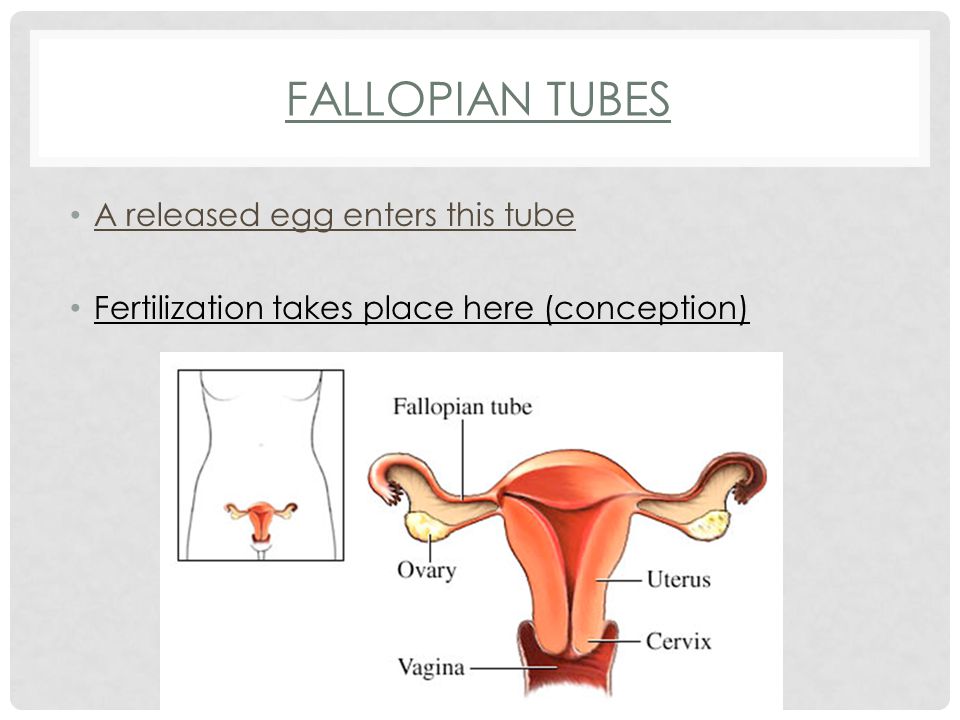 FALLOPIAN TUBES A released egg enters this tube Fertilization takes place here (conception)