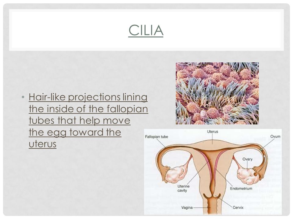 CILIA Hair-like projections lining the inside of the fallopian tubes that help move the egg toward the uterus