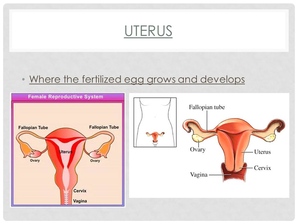 UTERUS Where the fertilized egg grows and develops