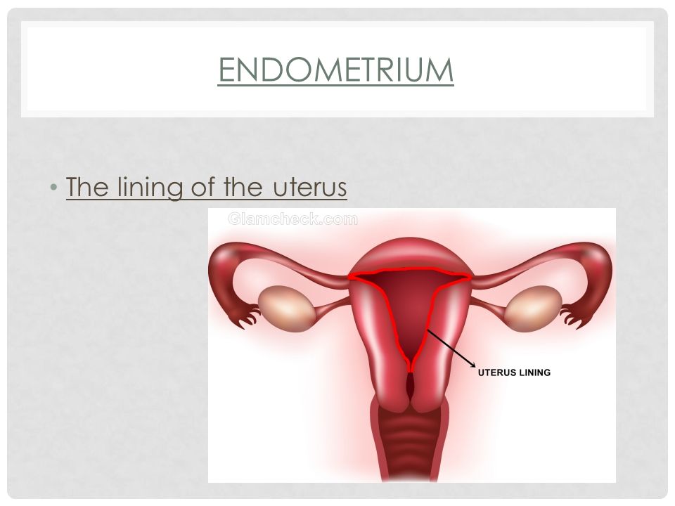 ENDOMETRIUM The lining of the uterus