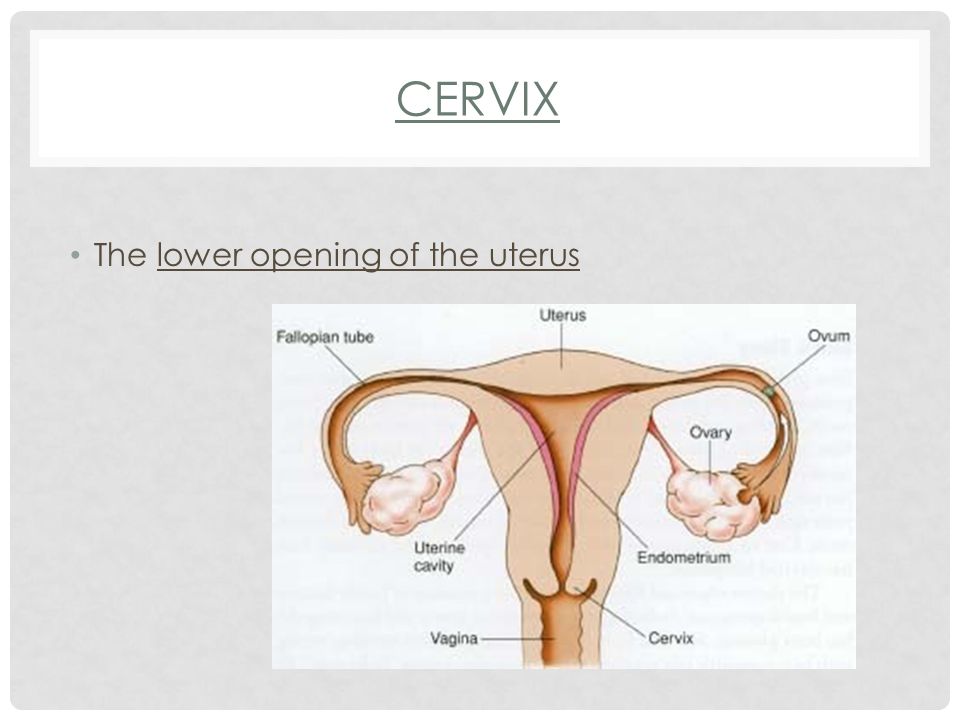 CERVIX The lower opening of the uterus
