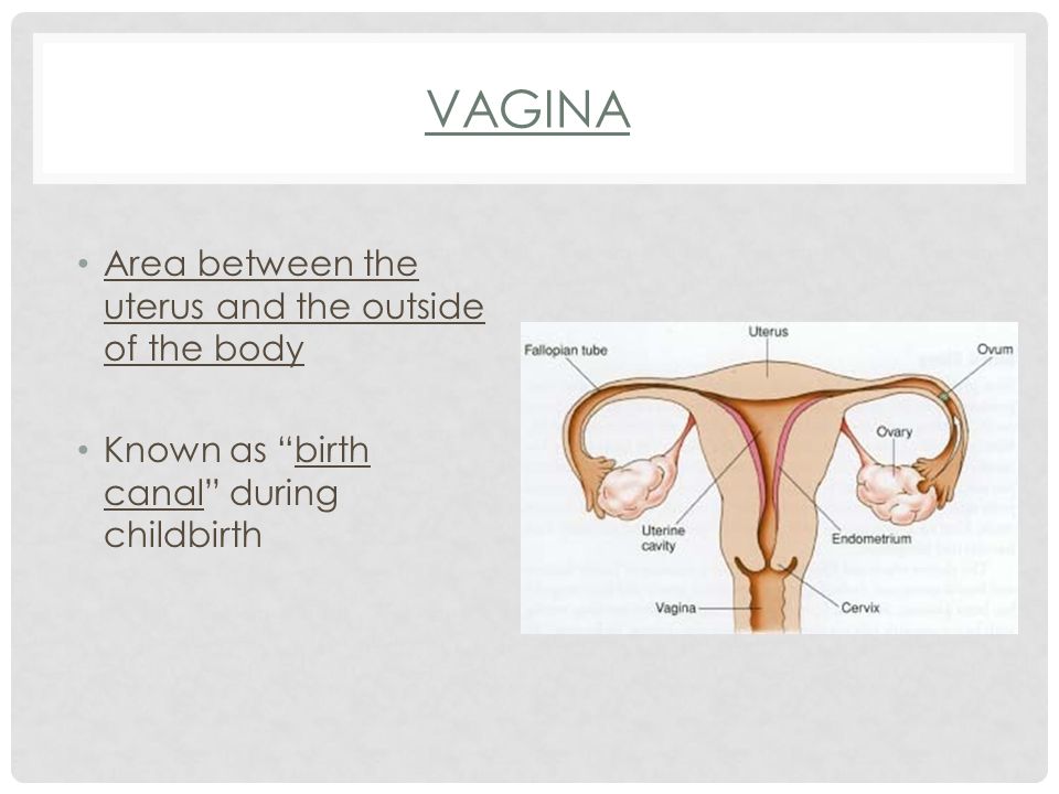 VAGINA Area between the uterus and the outside of the body Known as birth canal during childbirth
