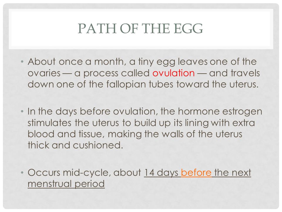 PATH OF THE EGG About once a month, a tiny egg leaves one of the ovaries — a process called ovulation — and travels down one of the fallopian tubes toward the uterus.