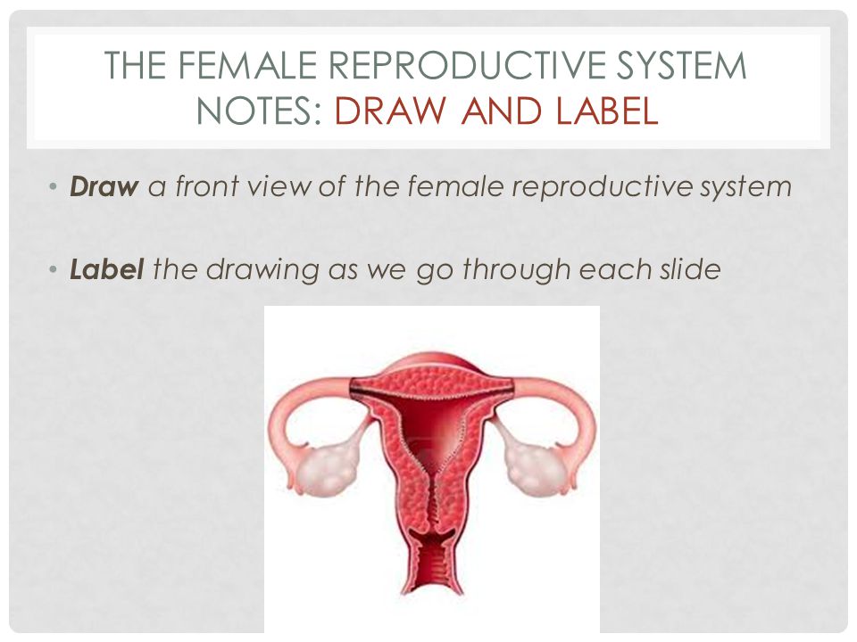 THE FEMALE REPRODUCTIVE SYSTEM NOTES: DRAW AND LABEL Draw a front view of the female reproductive system Label the drawing as we go through each slide