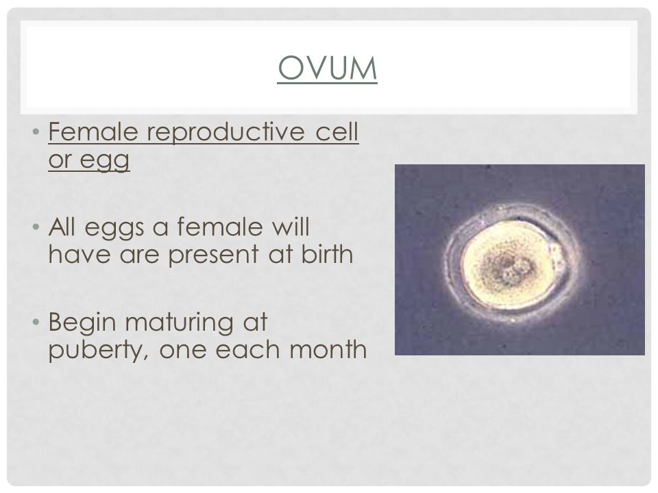 OVUM Female reproductive cell or egg All eggs a female will have are present at birth Begin maturing at puberty, one each month