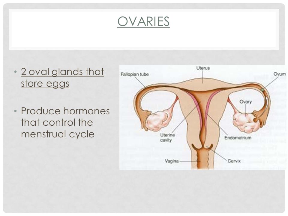 OVARIES 2 oval glands that store eggs Produce hormones that control the menstrual cycle