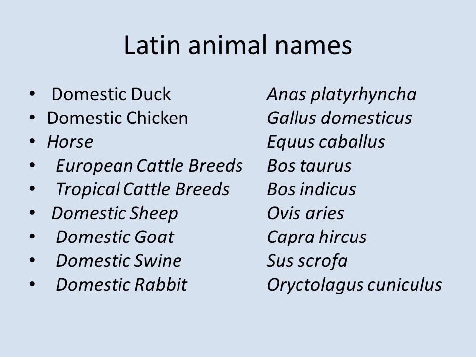 Animal latin
