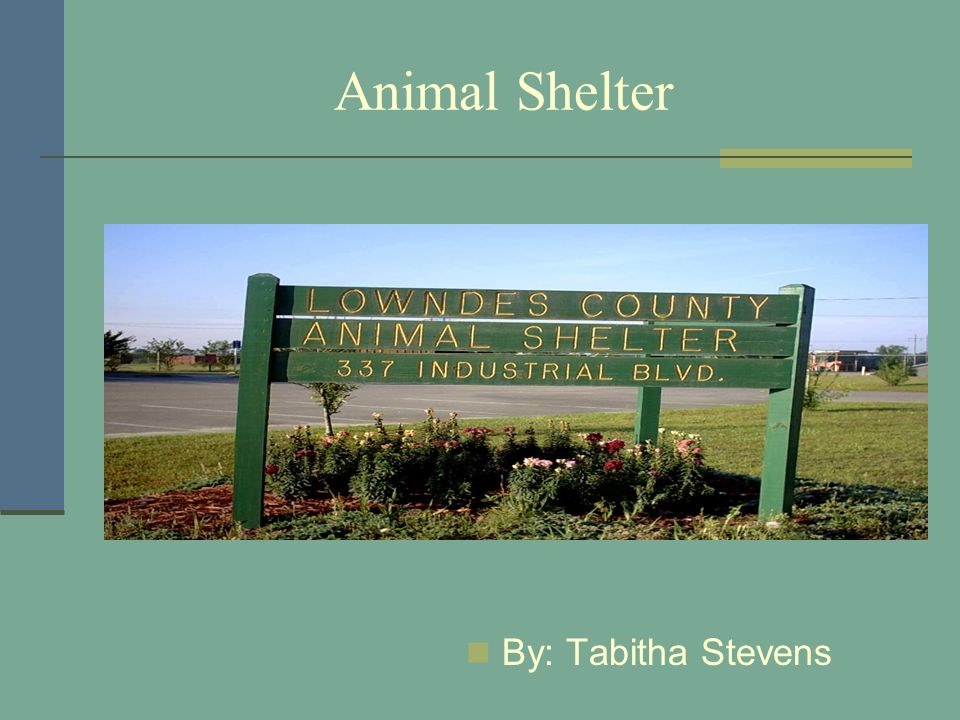 Animal Shelter By: Tabitha Stevens