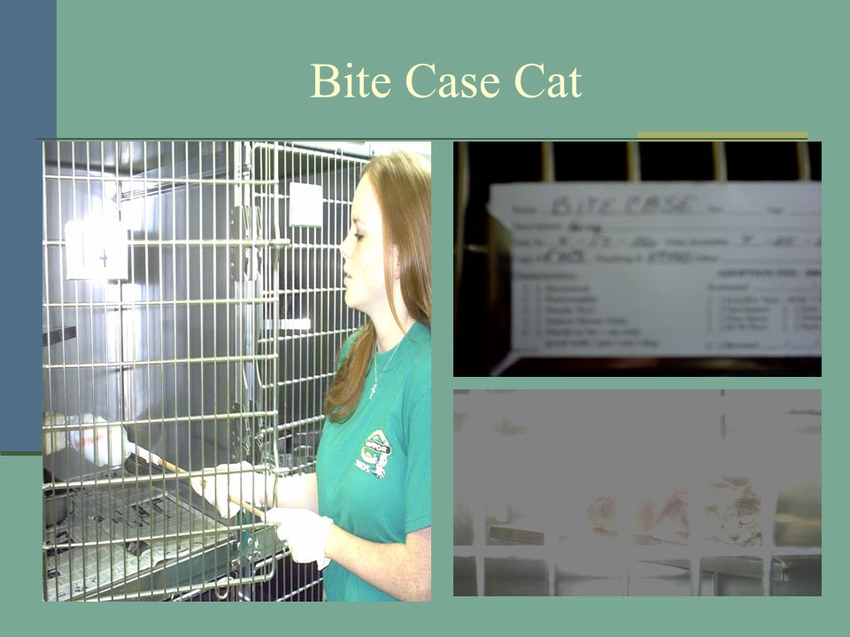 Bite Case Cat