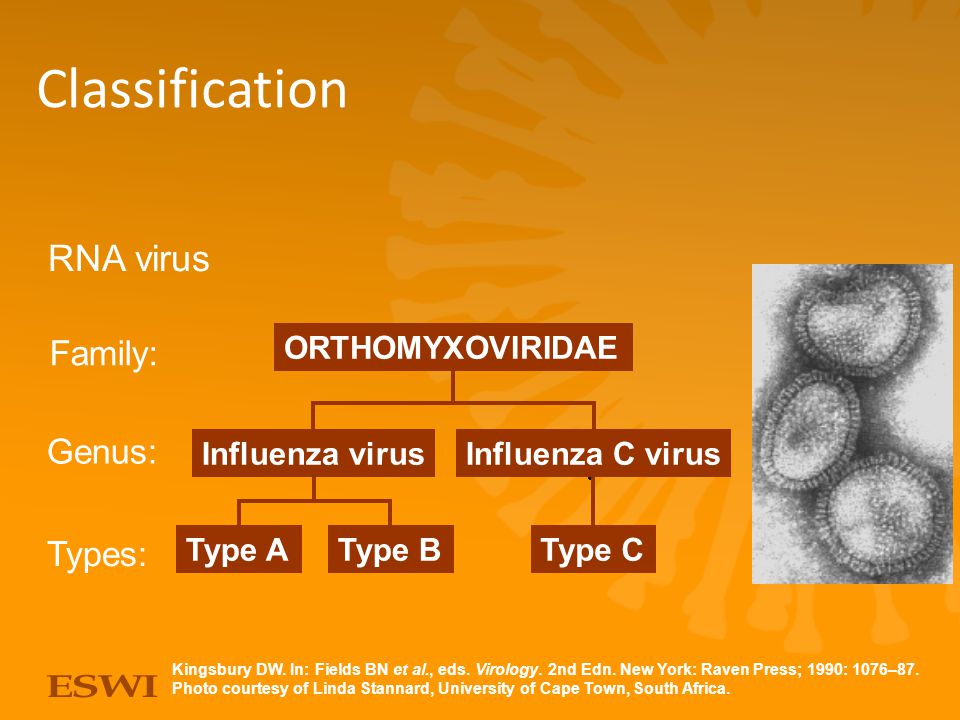 Virus Family. РНК influenza virus a/b.. Сиаловые кислоты на эпителии ДП Influenzavirus a.
