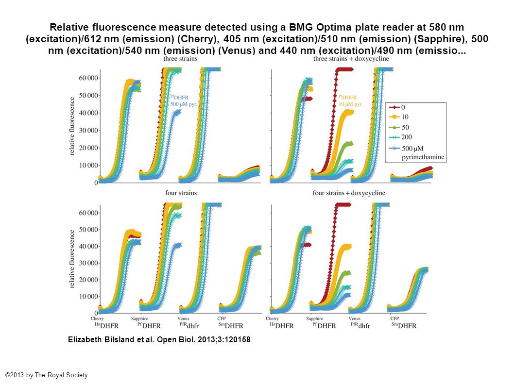 Relative fluorescence measure detected using a BMG Optima plate reader at 580 nm (excitation)/612 nm (emission) (Cherry), 405 nm (excitation)/510 nm (emission) (Sapphire), 500 nm (excitation)/540 nm (emission) (Venus) and 440 nm (excitation)/490 nm (emissio...