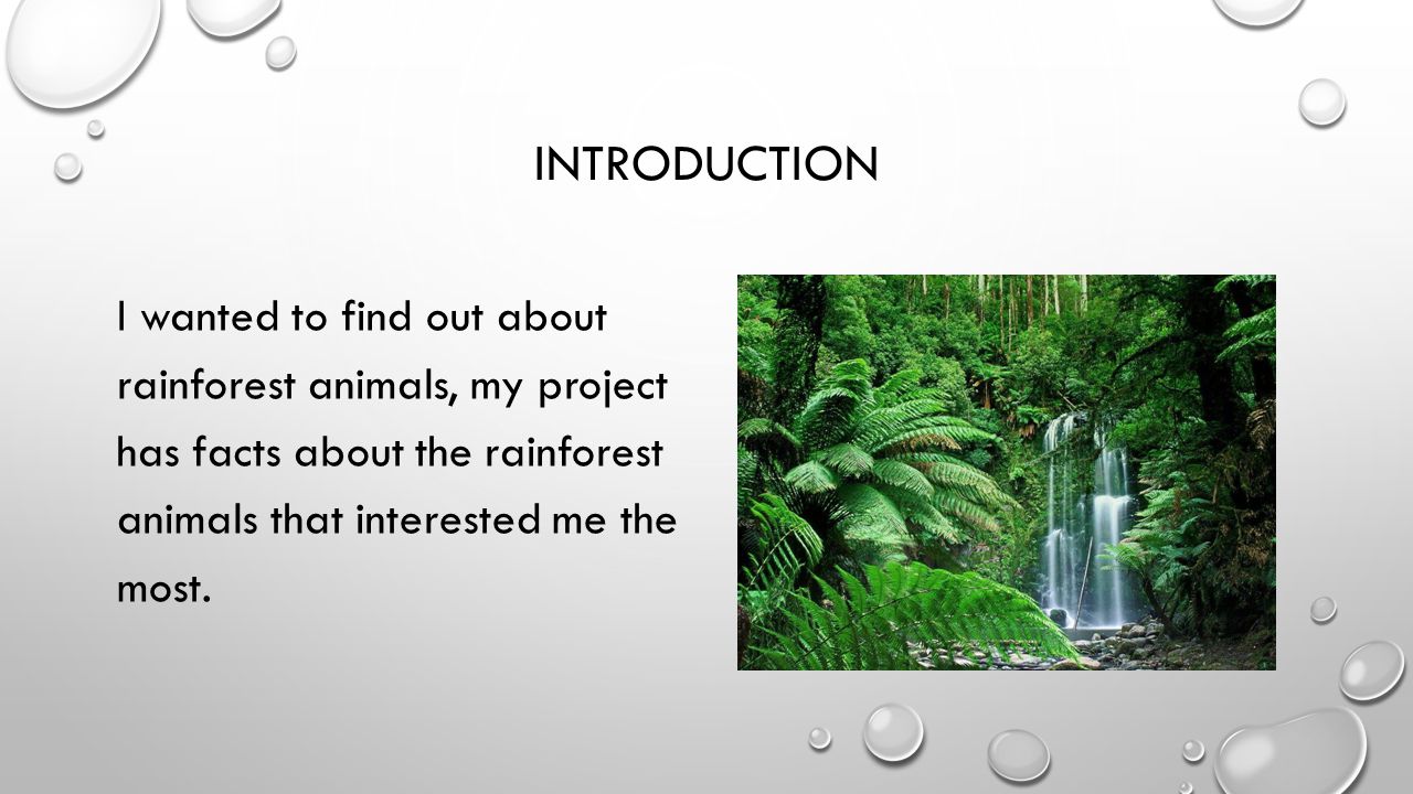 RAINFOREST ANIMALS BY CHARLOTTE WARLEY. INTRODUCTION I wanted to find out  about rainforest animals, my project has facts about the rainforest animals.  - ppt download