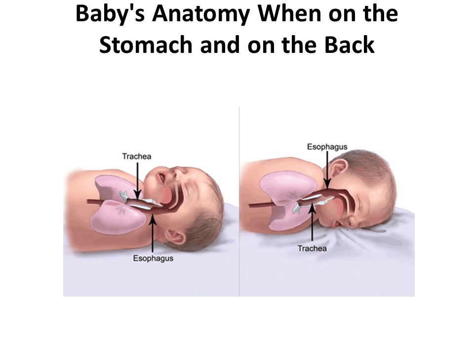 Baby s Anatomy When on the Stomach and on the Back