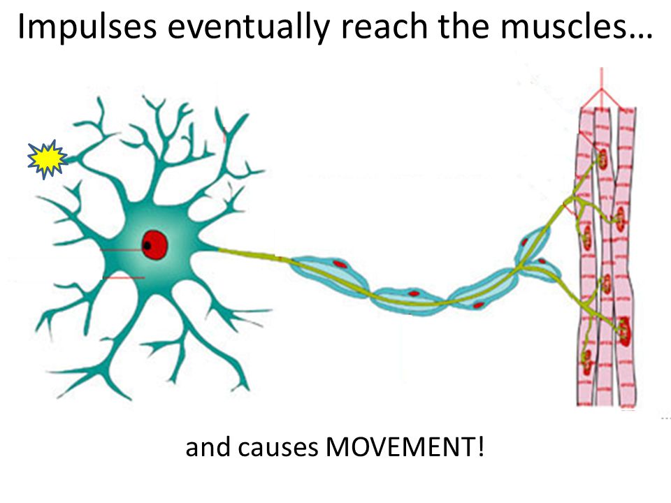 Feet Brain …. impulse neurotransmitters