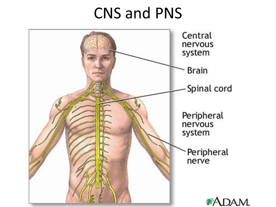 Network of connected cells, tissue, and organs Controls thoughts, movement, life processes Quick responses – Ex: Sunny day  pupils shrinking Nervous System