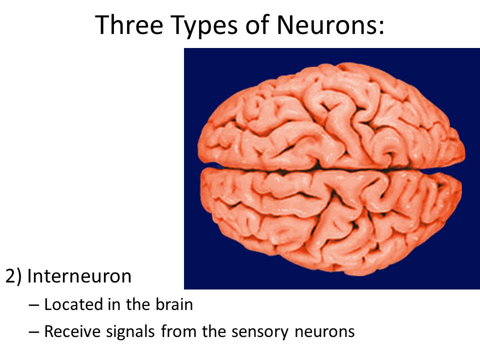 Three Types of Neurons: 1) Sensory – Detect stimuli and transmit signals to/from the brain – Detect sense (sight, smell, sound, taste, touch)