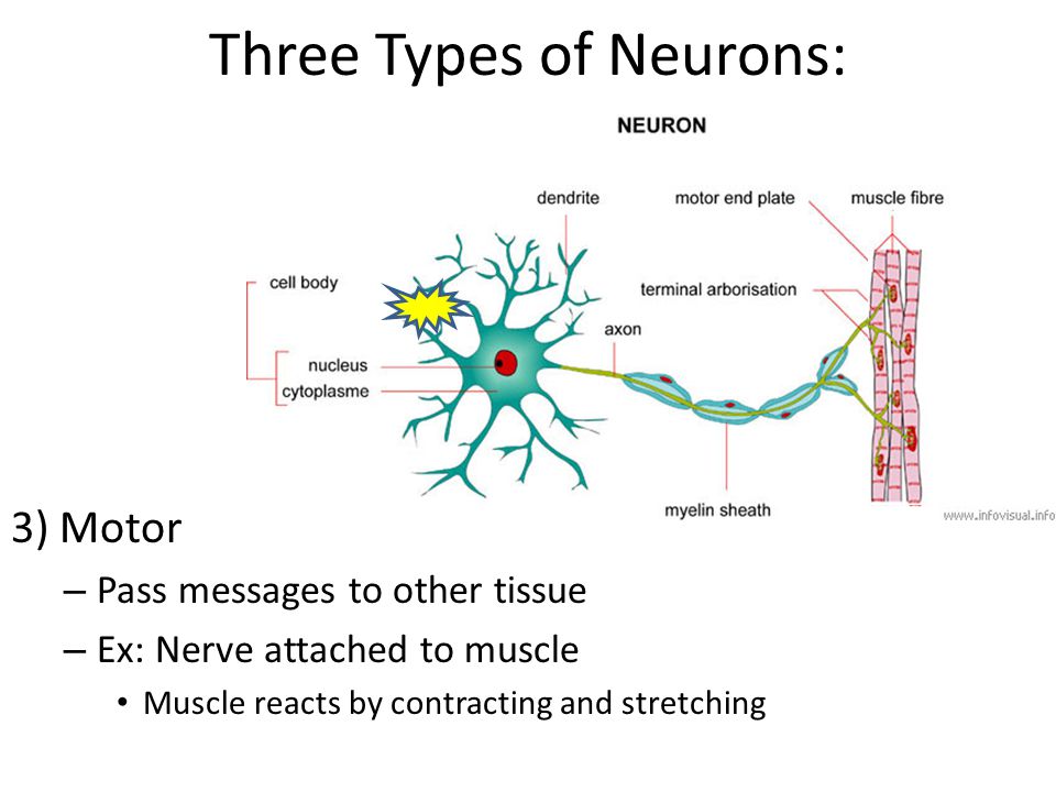2) Interneuron – Located in the brain – Receive signals from the sensory neurons Three Types of Neurons: