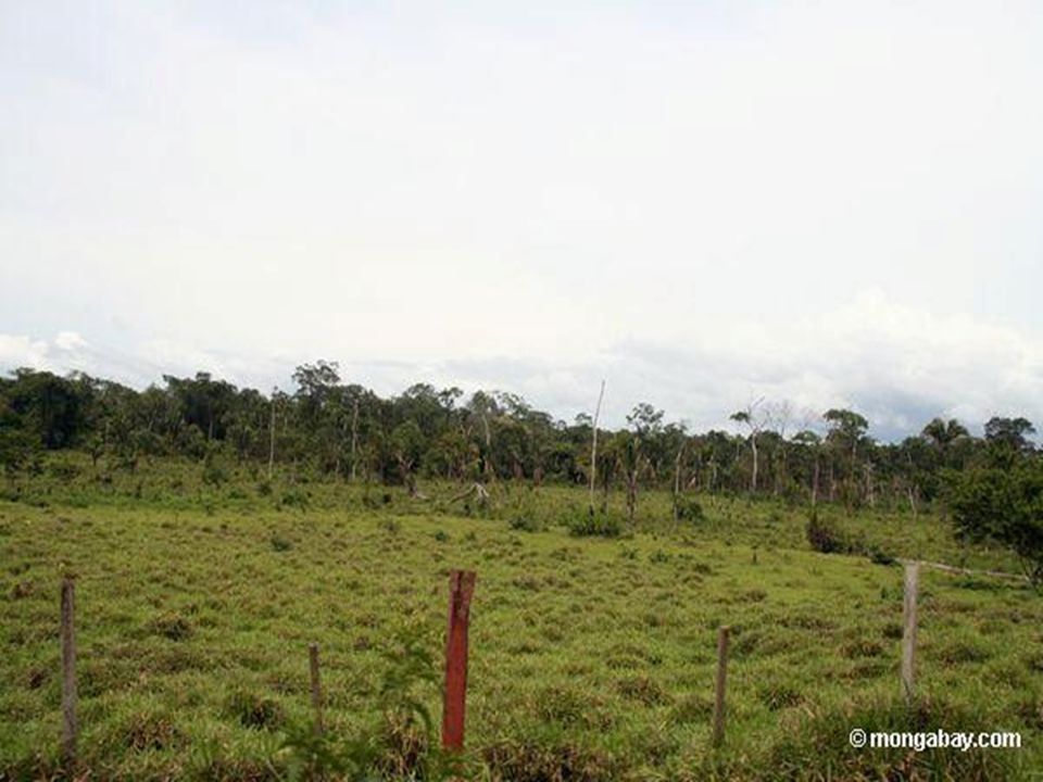 Deforestation Defined: Clearing of forested areas Reasons: –High demand for wood –Create farmland Problems: –Species extinction –Excess CO 2 released –Desertification: wind/rain carry soil away Solutions: –Recycle –Improved farming techniques