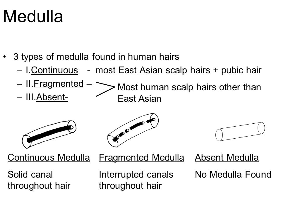 AIM: How is hair analyzed in forensics? Do Now:A single scalp hair  approximately 14 inches long was found on a female victim of African  descent who lives. - ppt download