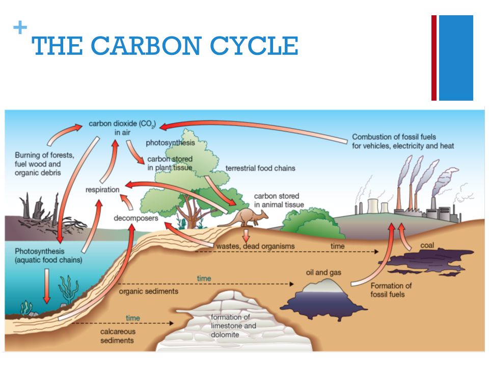 + THE CARBON CYCLE