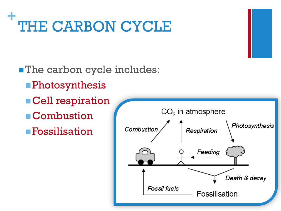 + The carbon cycle includes: Photosynthesis Cell respiration Combustion Fossilisation