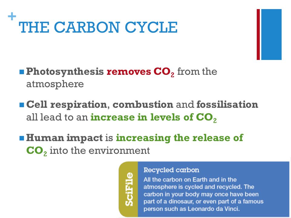 + THE CARBON CYCLE Photosynthesis removes CO 2 from the atmosphere Cell respiration, combustion and fossilisation all lead to an increase in levels of CO 2 Human impact is increasing the release of CO 2 into the environment