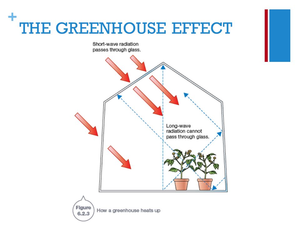 + THE GREENHOUSE EFFECT
