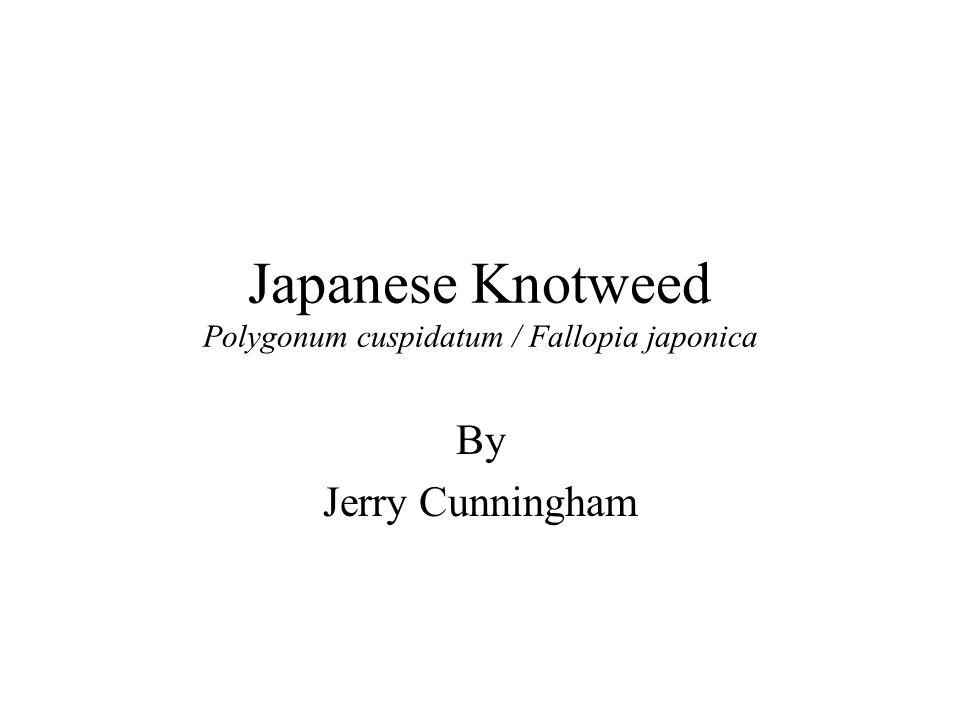 Japanese Knotweed Polygonum cuspidatum / Fallopia japonica By Jerry Cunningham