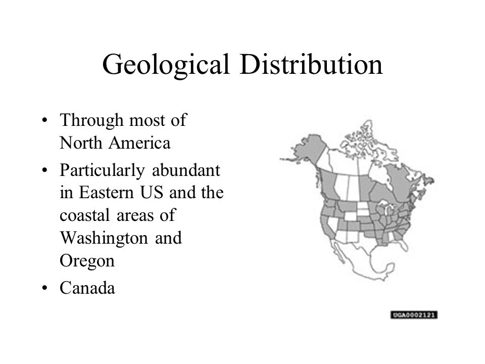 Geological Distribution Through most of North America Particularly abundant in Eastern US and the coastal areas of Washington and Oregon Canada