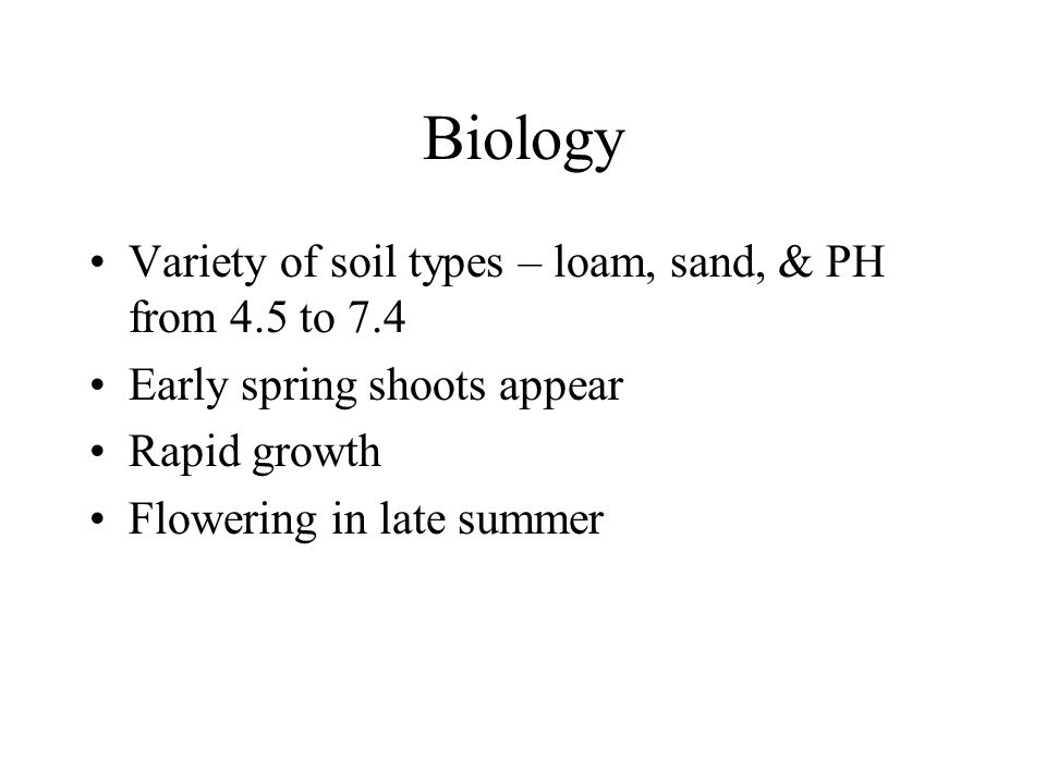 Biology Variety of soil types – loam, sand, & PH from 4.5 to 7.4 Early spring shoots appear Rapid growth Flowering in late summer