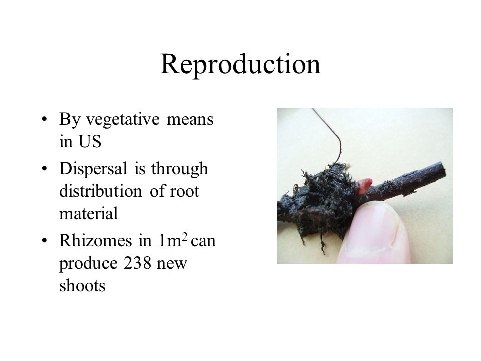 Reproduction By vegetative means in US Dispersal is through distribution of root material Rhizomes in 1m 2 can produce 238 new shoots