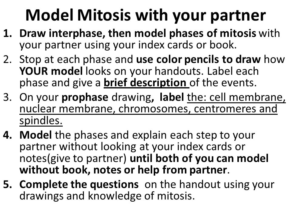 Model Mitosis with your partner 1.Draw interphase, then model phases of mitosis with your partner using your index cards or book.