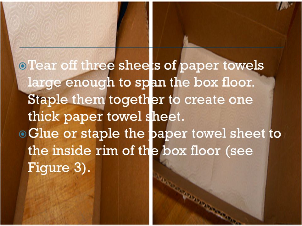  Tear off three sheets of paper towels large enough to span the box floor.