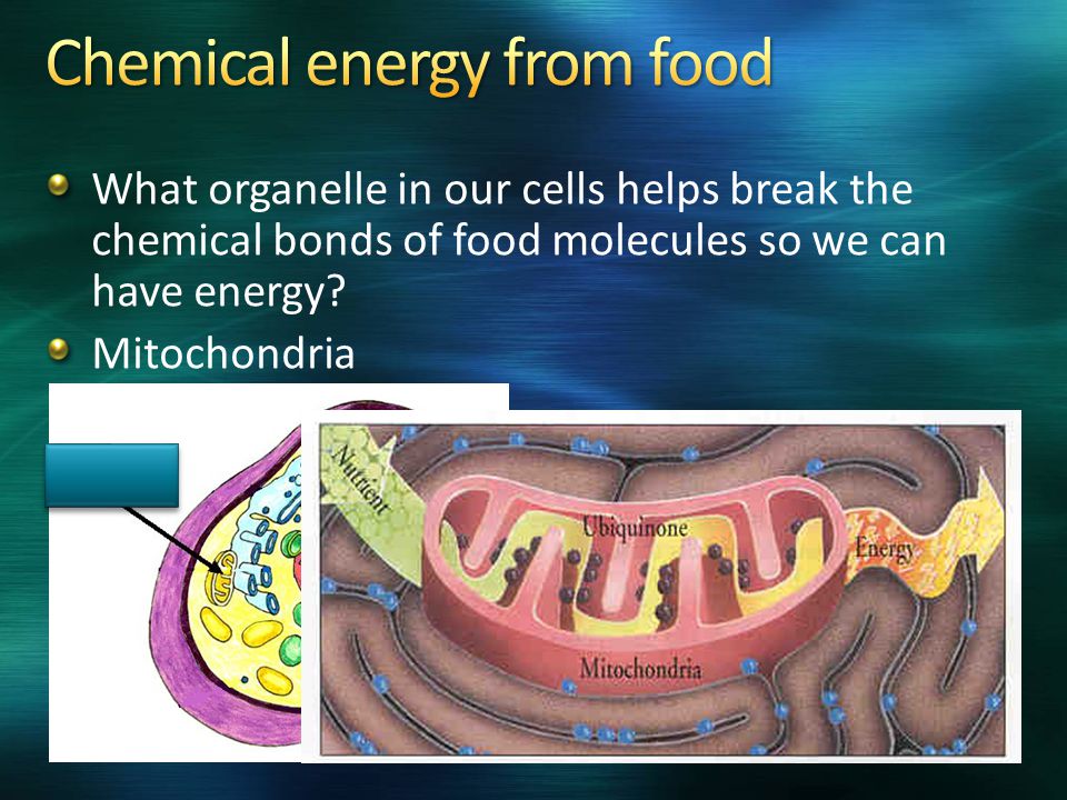 What organelle in our cells helps break the chemical bonds of food molecules so we can have energy.