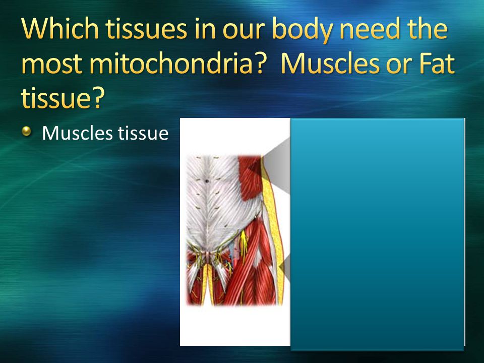 Muscles tissue