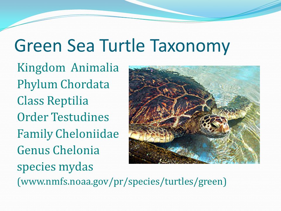 By Jennifer Bengele. Green Sea Turtle Taxonomy Kingdom Animalia Phylum  Chordata Class Reptilia Order Testudines Family Cheloniidae Genus Chelonia  species. - ppt download