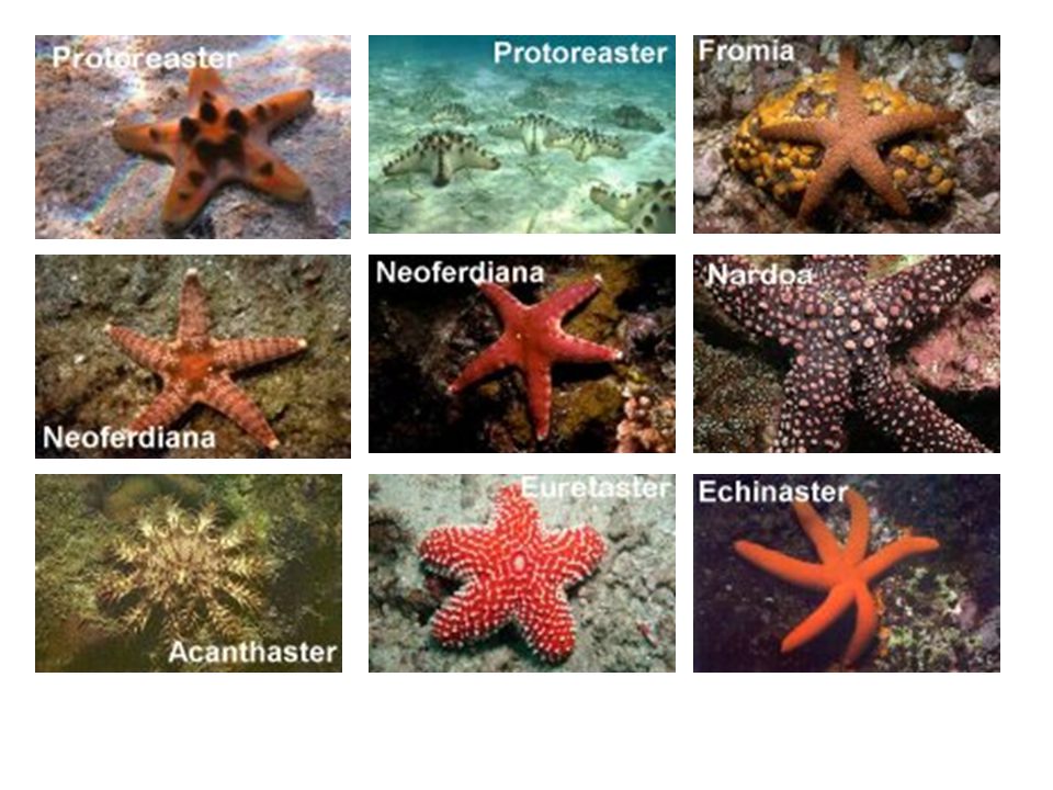 Echinoderms & Mollusks - ppt video online download