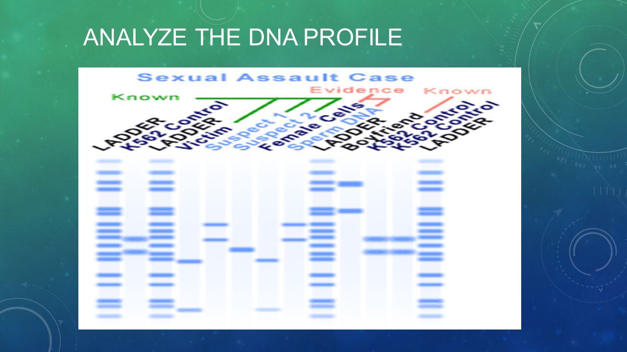 ANALYZE THE DNA PROFILE