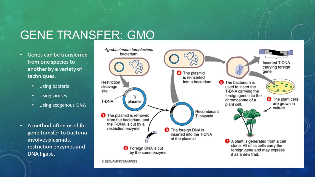 GENE TRANSFER: GMO Genes can be transferred from one species to another by a variety of techniques.