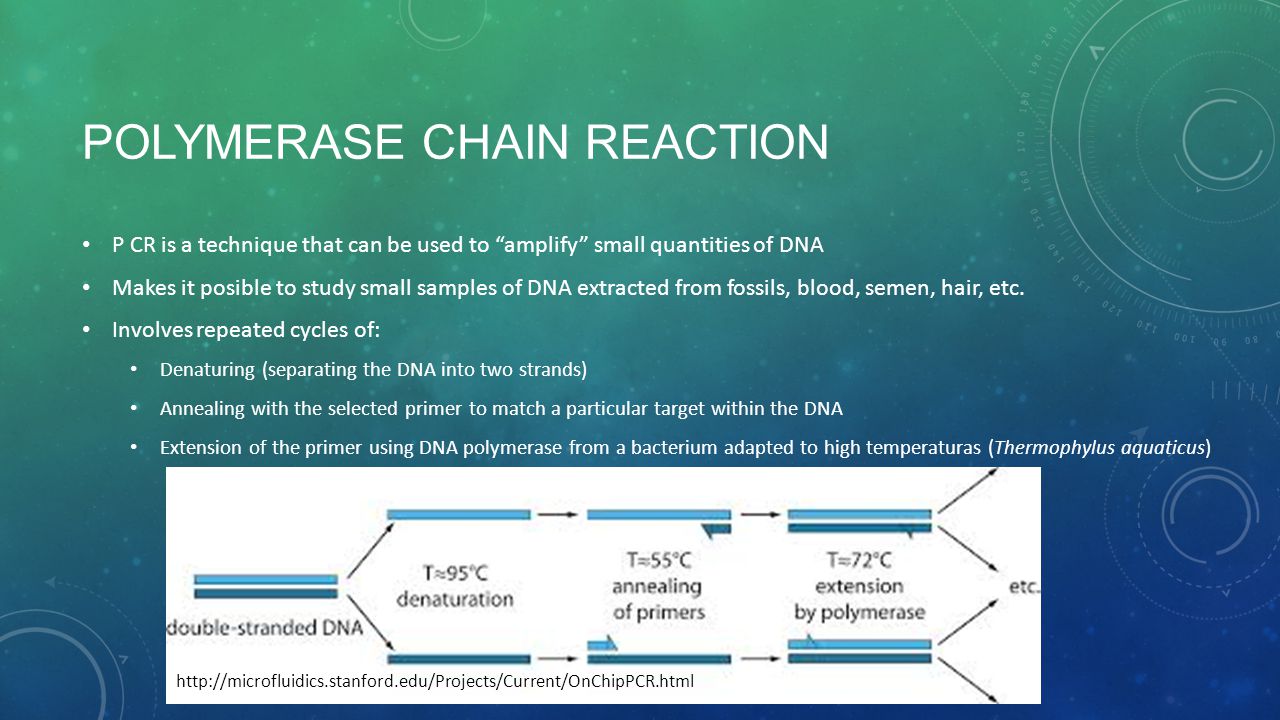 POLYMERASE CHAIN REACTION P CR is a technique that can be used to amplify small quantities of DNA Makes it posible to study small samples of DNA extracted from fossils, blood, semen, hair, etc.