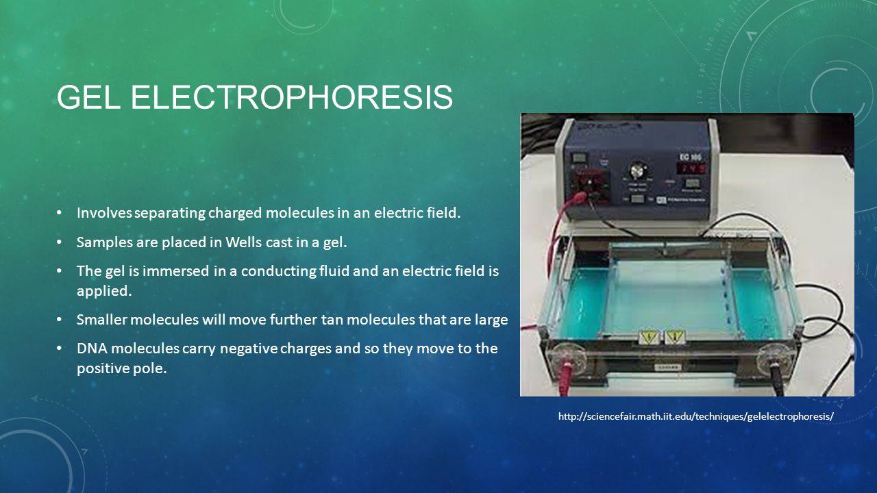 GEL ELECTROPHORESIS Involves separating charged molecules in an electric field.