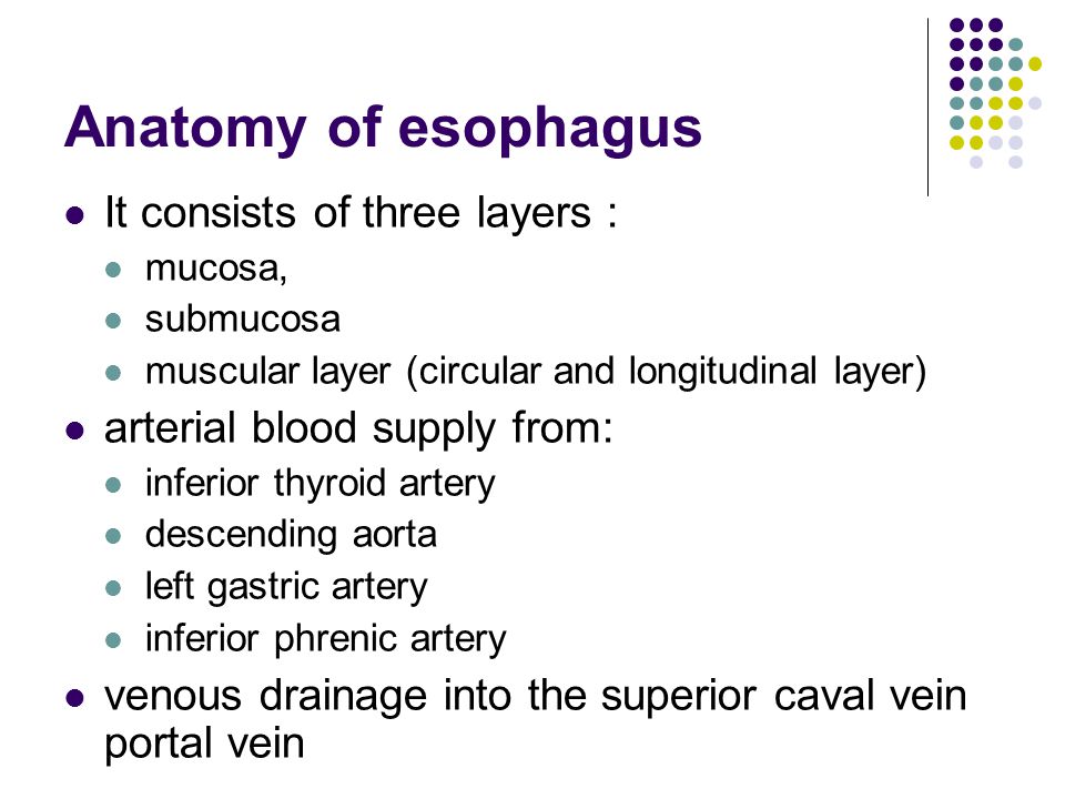 oesophagus anatomy ppt Esophagus anatomy physiology pathology treatment. Ppt download.
