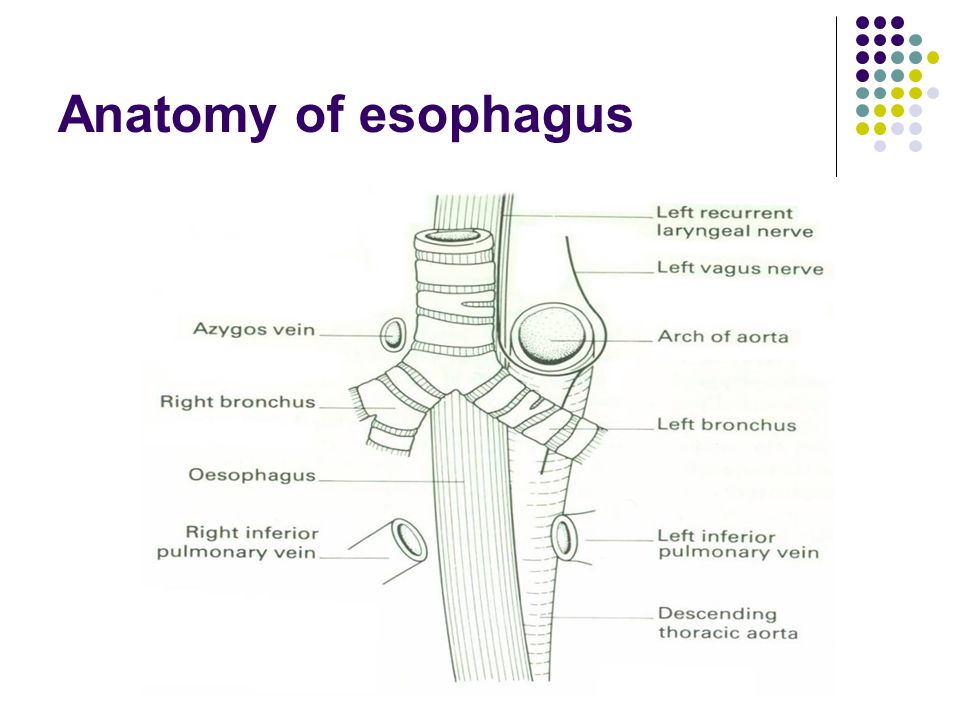oesophagus anatomy ppt 3 anatomy & physiology of esophagus.